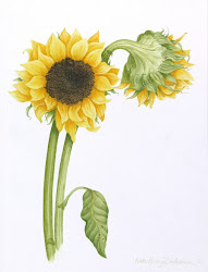 watercolor sunflower sunflowers watercolors botanical tattoo paper painting paintings dickerson kate flowers drawings prints goats realist pink goat discover