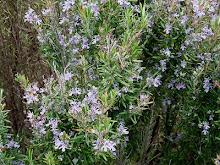 ALECRIM (ROSMARINUS OFFICINALIS)