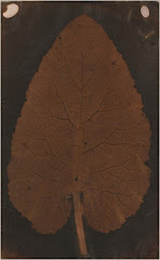 “Leaf” (c. 1802) photogenic drawing / photogram