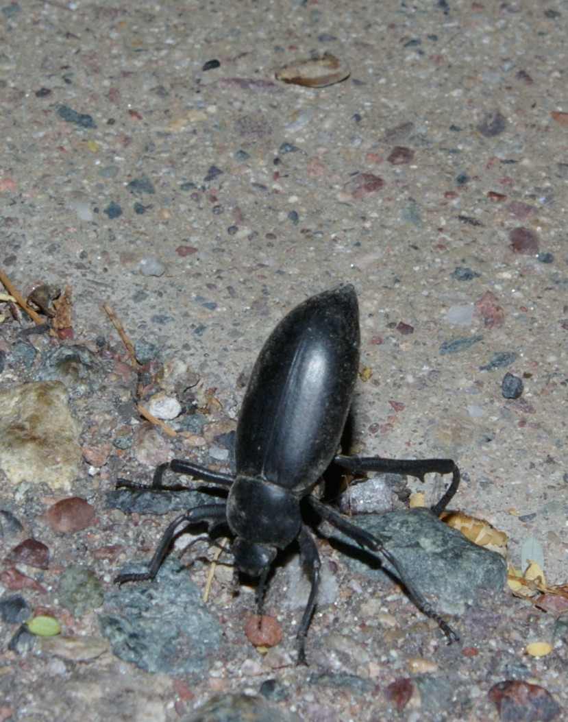 Arizona Gronseth Report Pinacate Beetle
