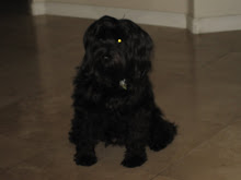 My puppy!