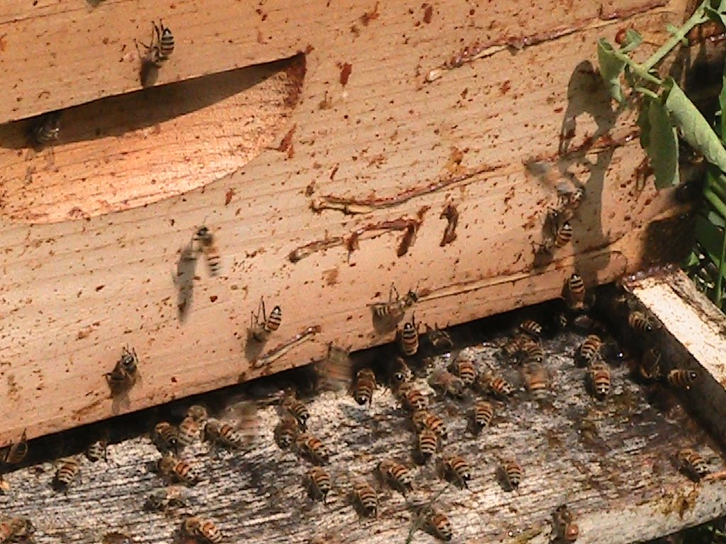 Edible Providence Honey Bee