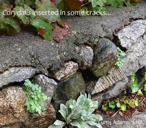 Corydalis sempervirens 'Rock Harlequin' 20 x Fresh Seed