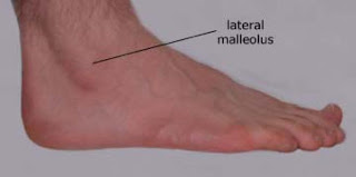 Anatomy of Foot and Ankle | Podiatry