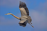 . (5.5 to 6.6 feet/1.7 to 2 meters) make them a joy to see in flight. (great blue heron in flight)