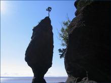 C'est à la Baie de Fundy que tu verras cet arbre sur le rocher!