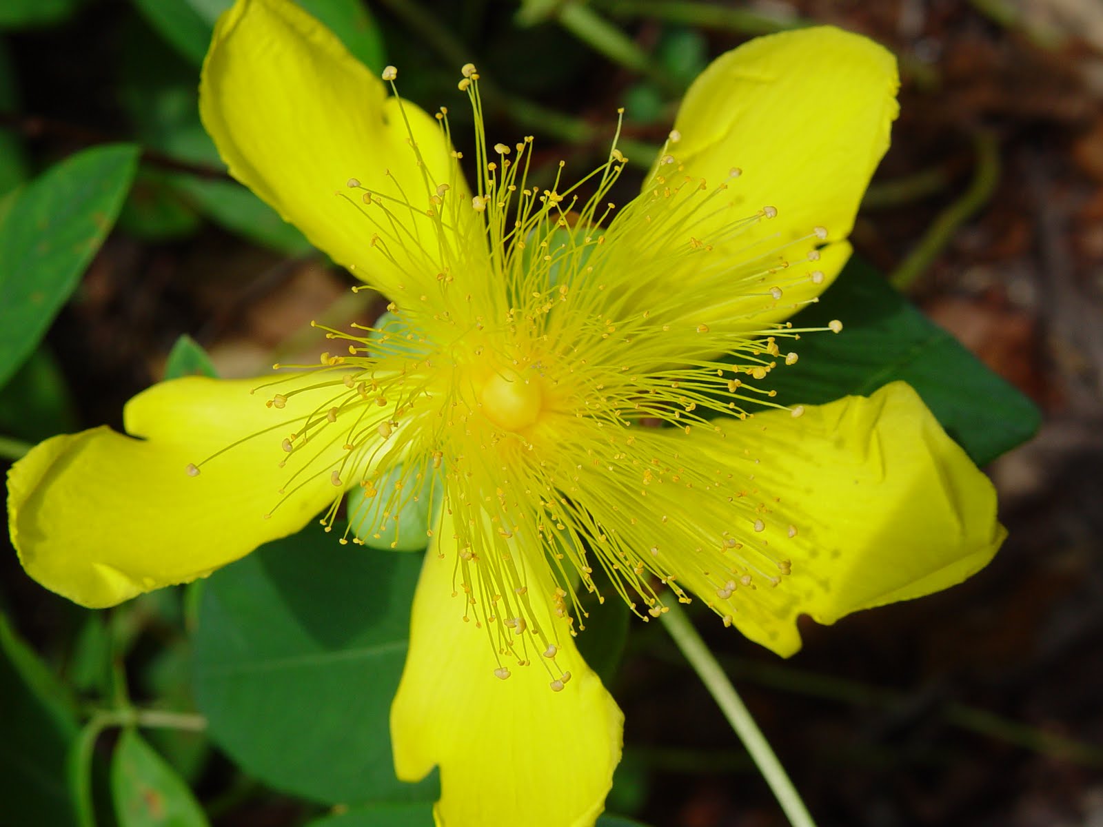 Flipside Wordless WednesdaySt. John's Wort