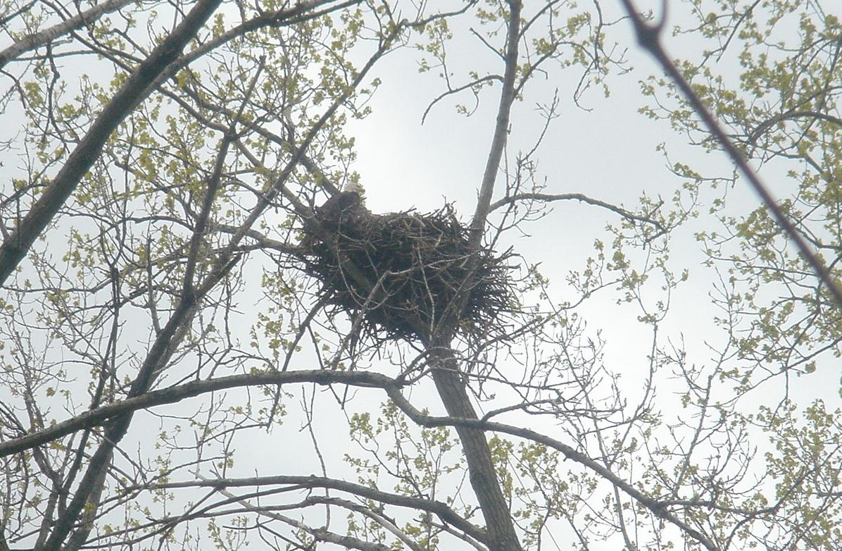 [090429+baldeagle.jpg]