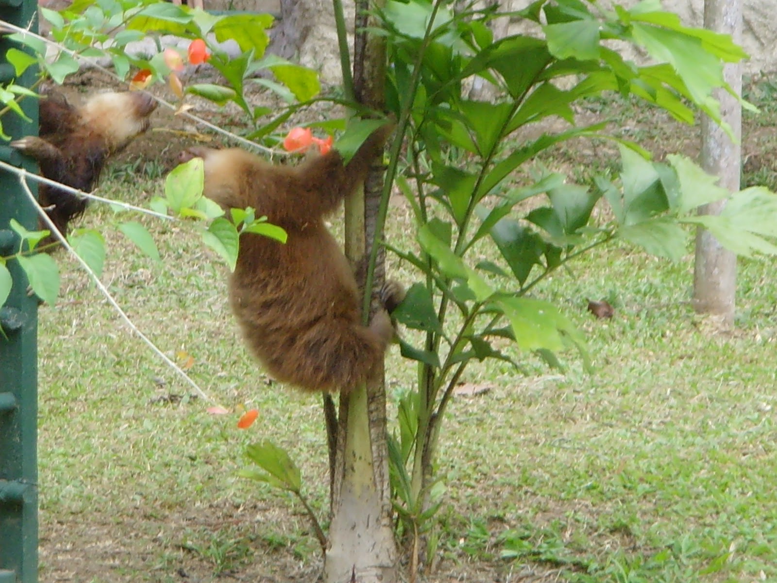 Paul and Siobhan's Travel Blog: Sloth Sanctuary - The Babies