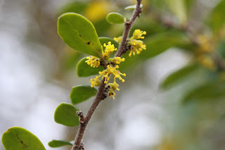 Azara microphylla flower