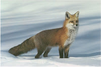 F animal - Fox, F for Fox clipart