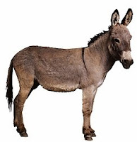 D-animal-Donkey, D for Donkey wallpapers