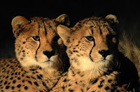 C-animal-Cheetah, C for Cheetah images