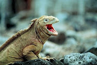 I-animal-Iguana, i for Iguana images