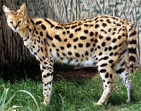 S-animal-serval, S for serval images