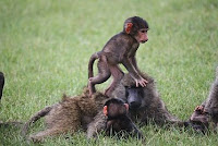 O-animal-Olive-Baboon, o for Olive-Baboon pictures