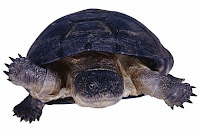 T-animal-Turtle, T for Turtle photo