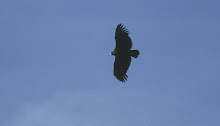 Águila real adulta sobrevolando BIGUENZO