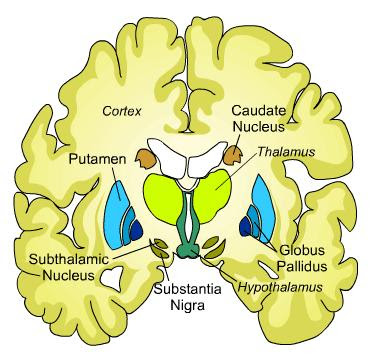 Science & Medicine: Caudate Nucleus
