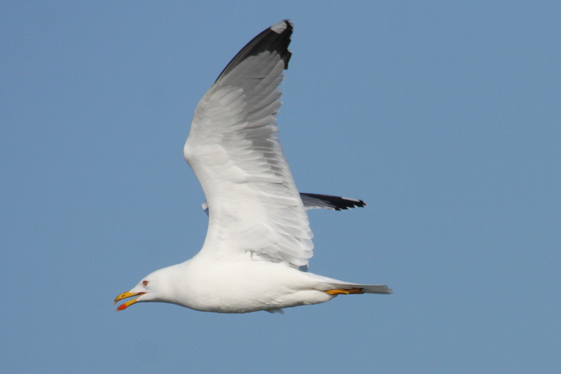 [Larus_michachelis.jpg]