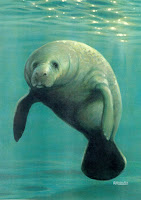 picture of a manatee from www.country.com.br/vi/tag/Manatee