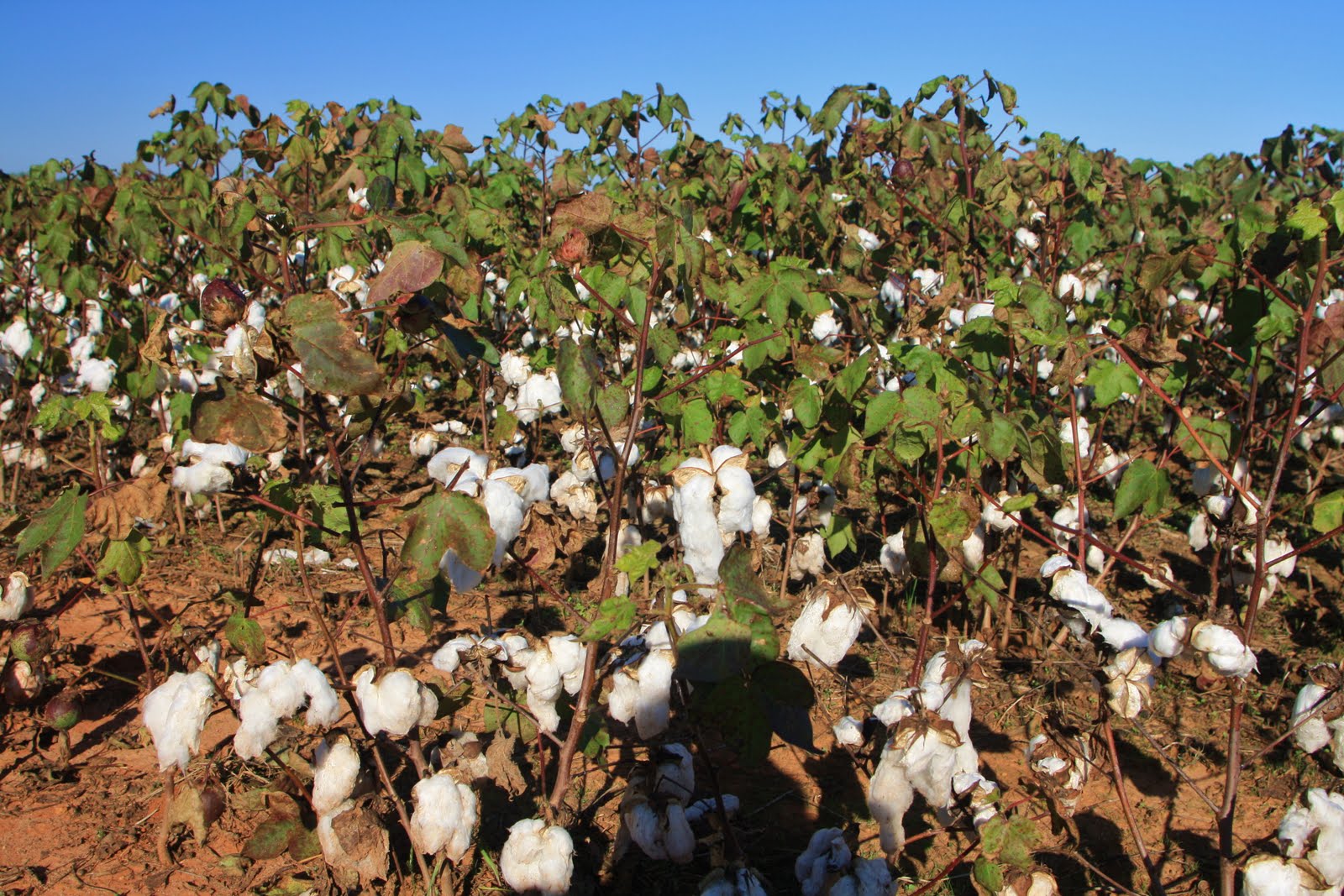 Francis Studios Sweet Virginia and cotton fields, North Carolina