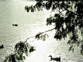 Ducks on the Pond...Mesquite trees on the pond's banks