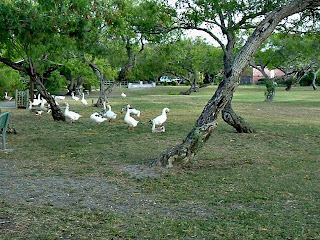 A gaggle of geese!