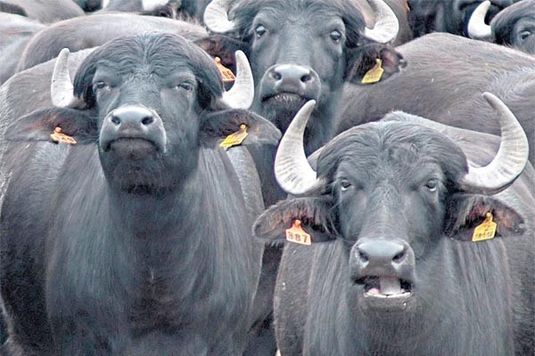 Desarrollo y Defensa: El búfalo, un todoterreno