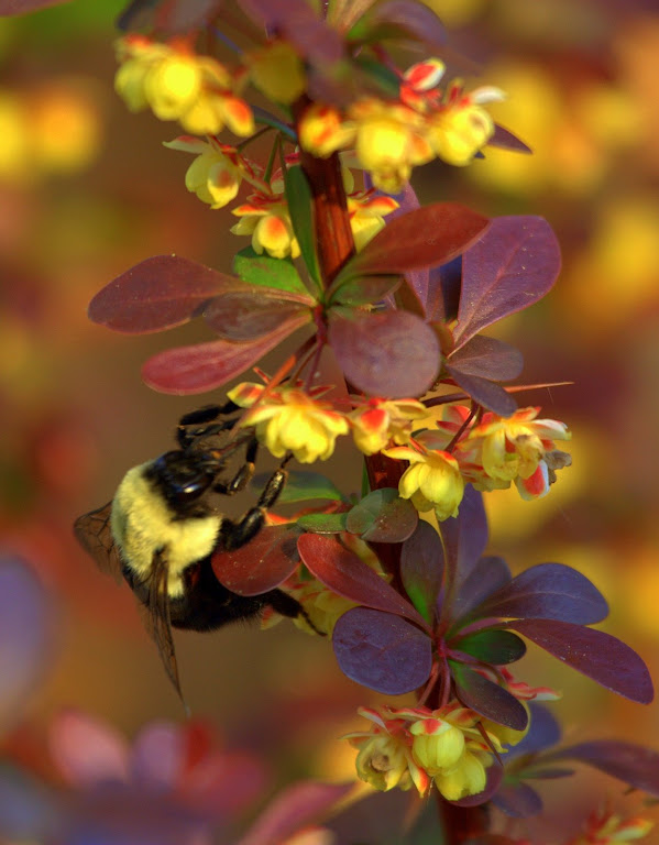 Bumble Bee Buzzz