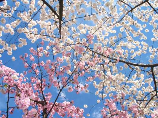 [MeNus_0602-cherry-blossoms.jpg]