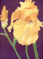 r.atencio-orange-yellow-iris