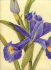 r-atencio-blue-iris-pastel