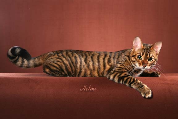 toyger cats