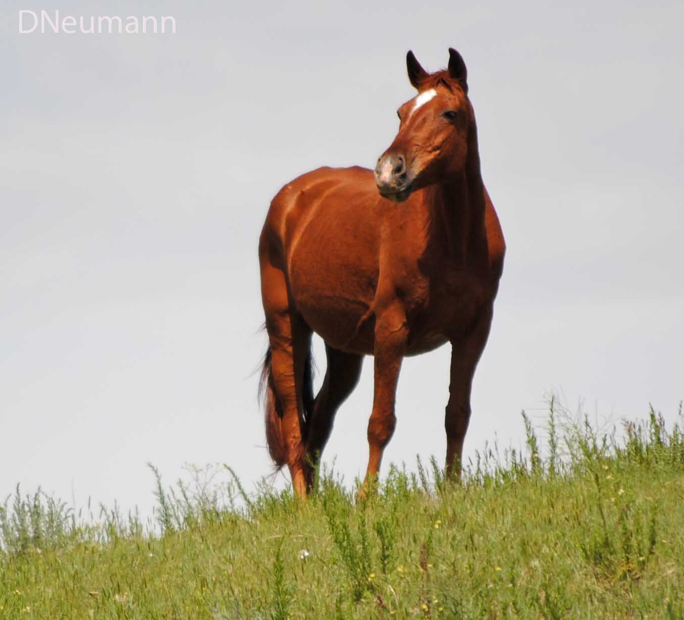 Around Dusty Roads: Wild Horses!