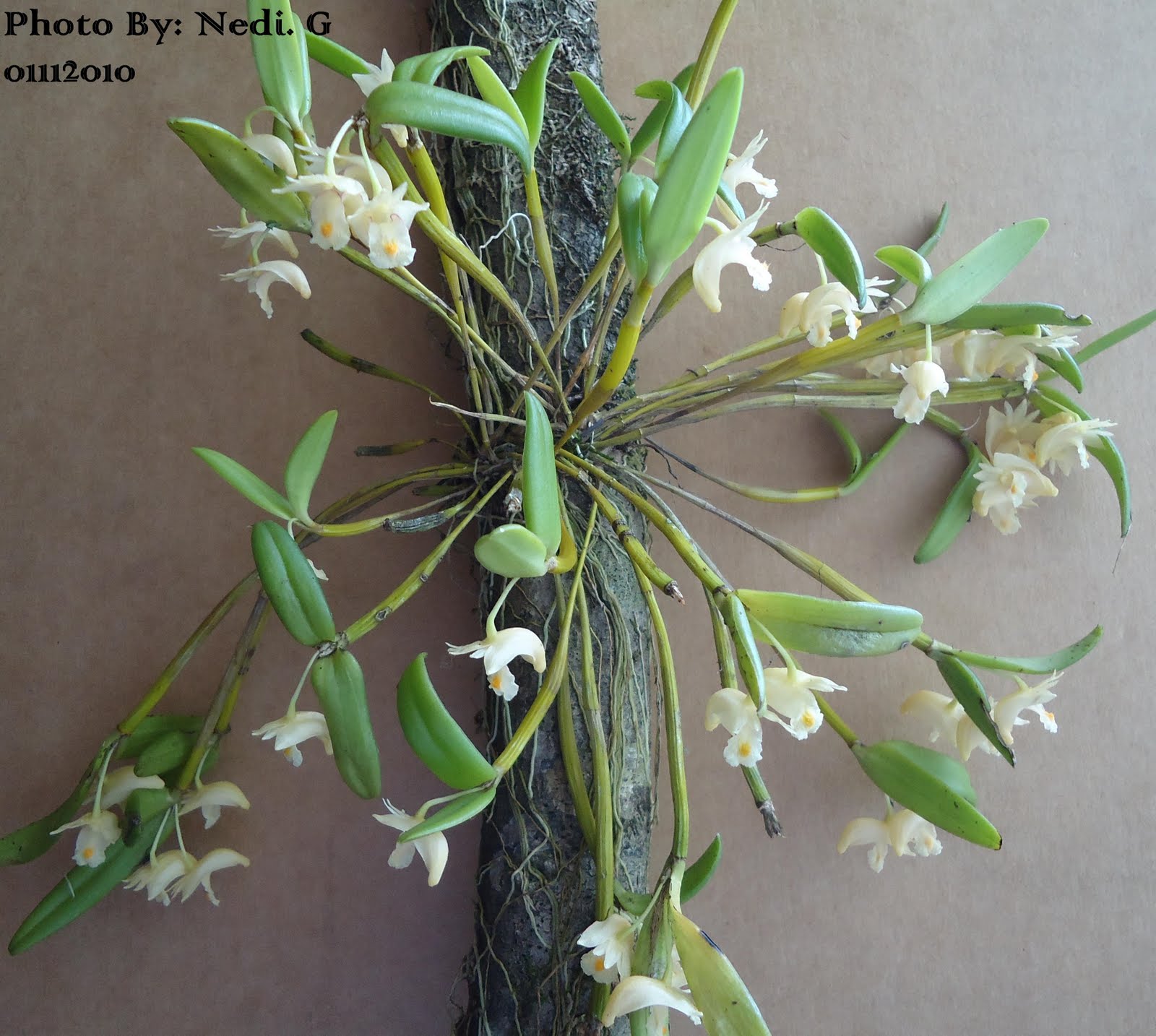 Menakjubkan 14+ Gambar Anggrek Spesies - Gambar Bunga HD