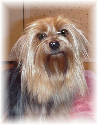 "Carley Summone"  AKC/UKC (Dam)