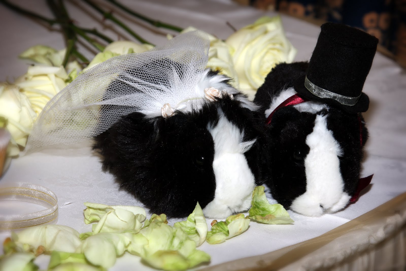 Bootiful Tings Guinea pig wedding