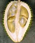 [durian+1.jpg]