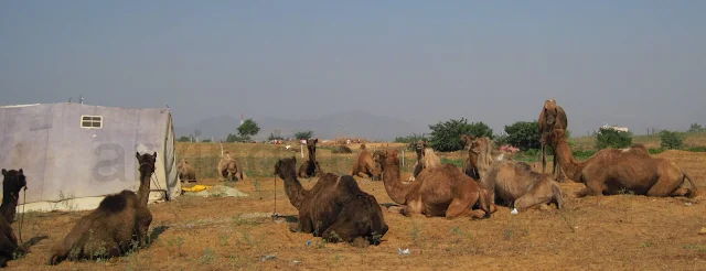 Pushkar Camel Fair