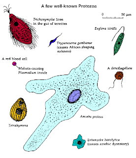 what is a protist cell what is a protist cell