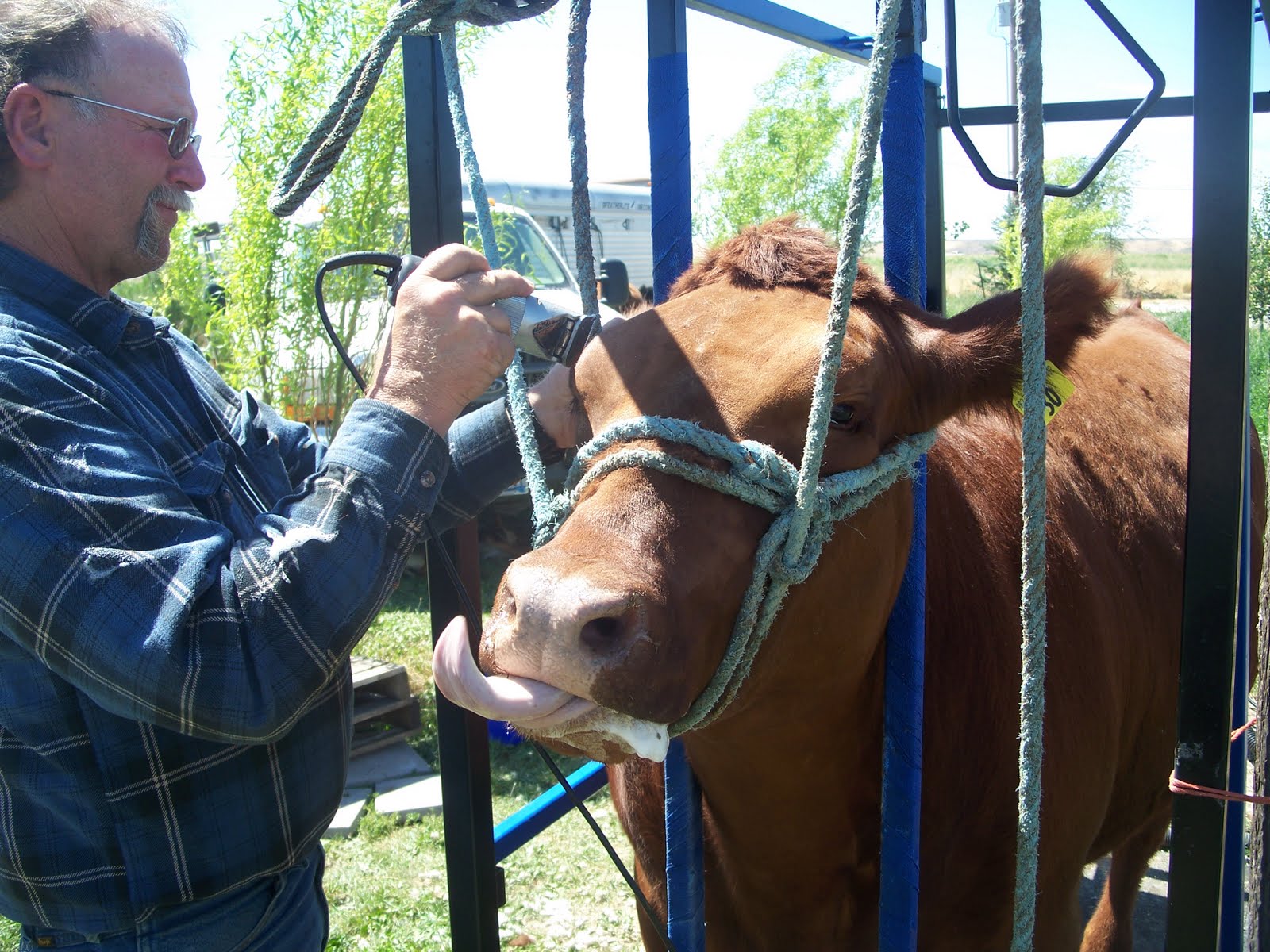 Blissfully Natural Cora Clipping Your Steers for Begainners