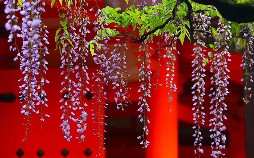 Zputra: Beautiful Nature "Wisteria" Indahnya