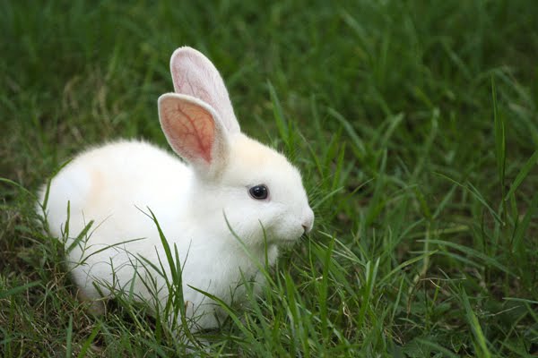 white_bunny.jpg