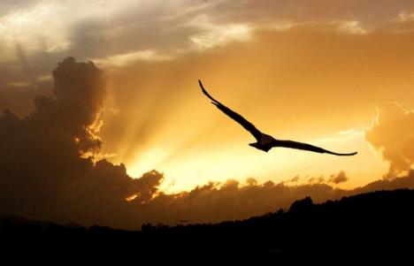 A liberdade é como um pássaro que voa para todo lugar, sem limites