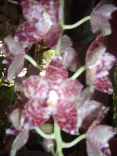 Bunga Phalaenopsis Gigantea