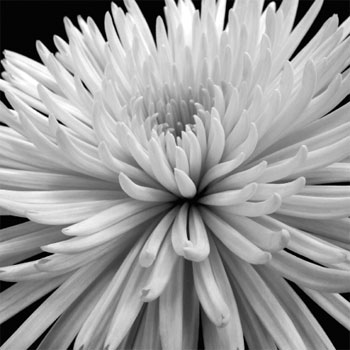 [Darlene+Shiels.jpg]