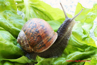 Resultado de imagem para caracois a caminhar no asfalto