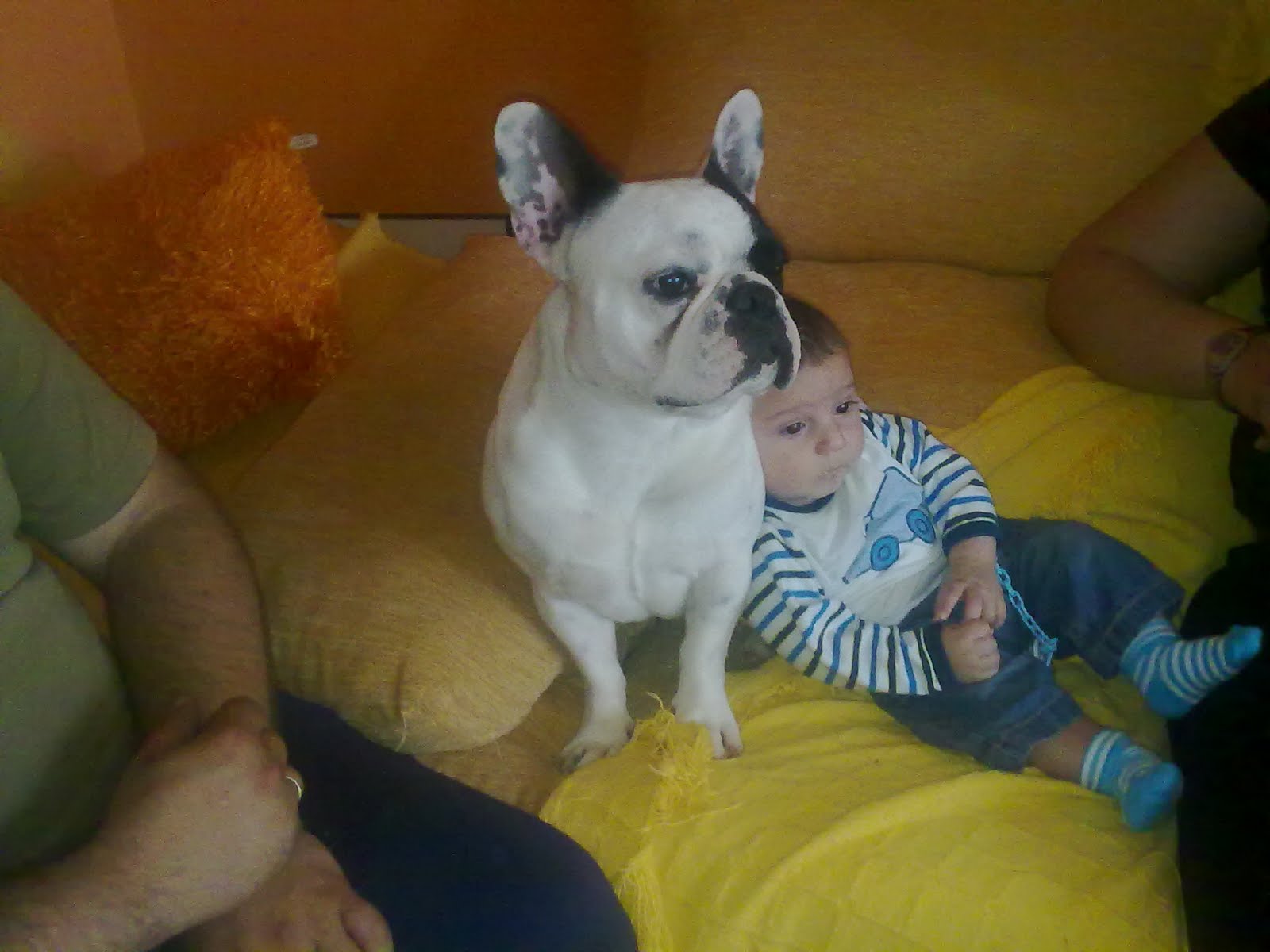 CÓMO PRESENTAR A UN PERRO UN BEBÉ EL BEBÉ Y EL PERRO