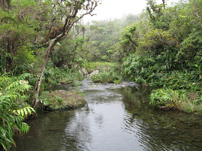 Bienvenue chez les Zoreilles de la Réunion !!!: Forêt de Bébour - la ...